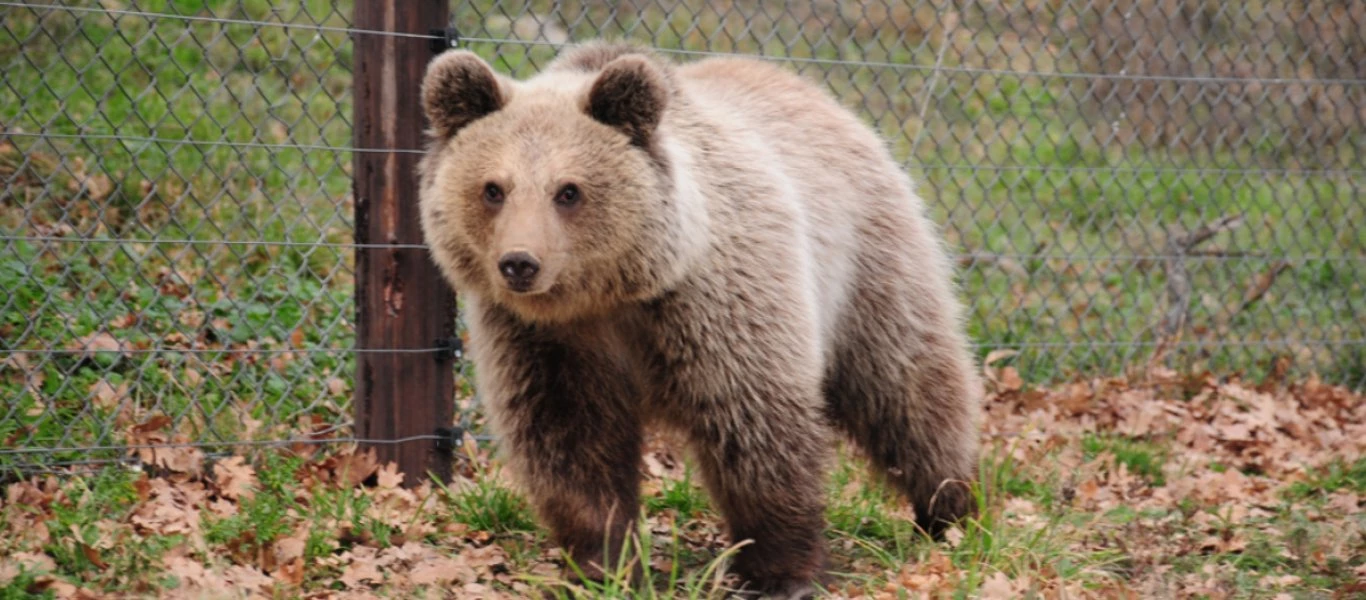 Καναδάς: Αρκούδα Grizzly κατασπάραξε μητέρα με τη μόλις 10 μηνών κόρη της